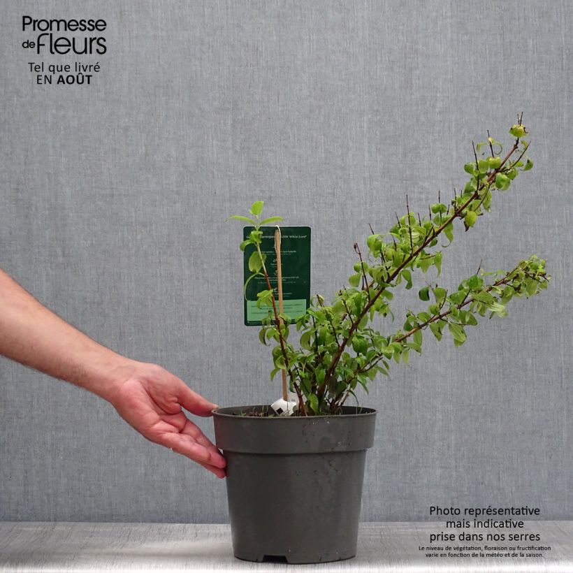 Philadelphus Little White Love - Mock Orange 2L/3L pot sample as delivered in summer