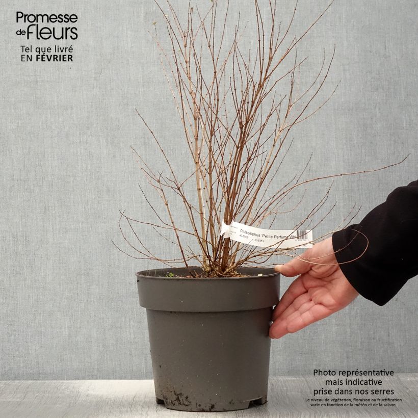 Philadelphus Petite Perfume White - Mock Orange 3L/4L pot sample as delivered in winter