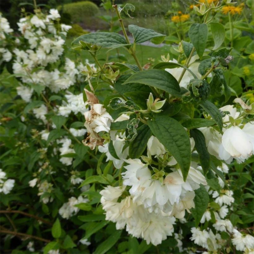 Philadelphus Snowbelle - Mock Orange (Flowering)