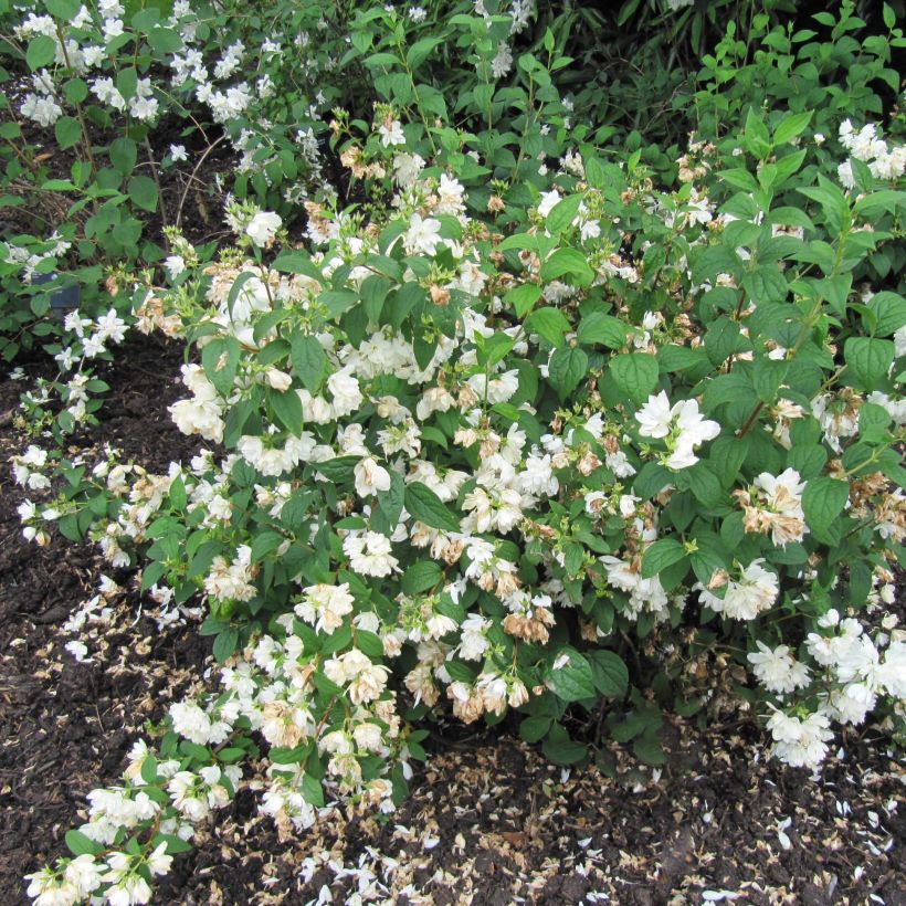 Philadelphus Snowbelle - Mock Orange (Plant habit)