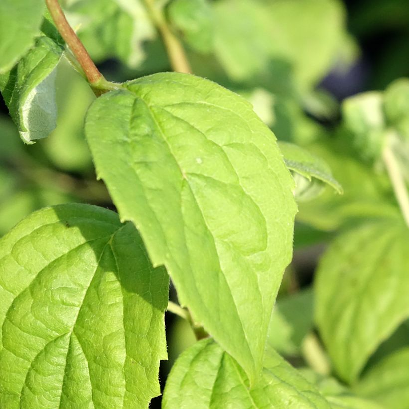 Philadelphus Virginal - Mock Orange (Foliage)