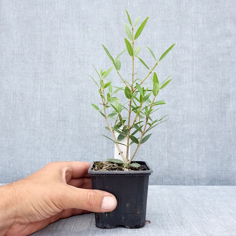 Phillyrea media Green Up - Mock Privet 8/9 cm pot sample as delivered in summer