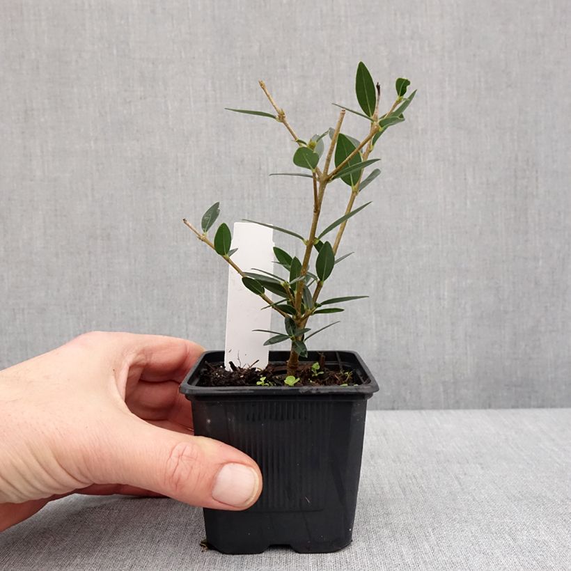 Phillyrea angustifolia GreenQuick 8/9 cm pot sample as delivered in winter