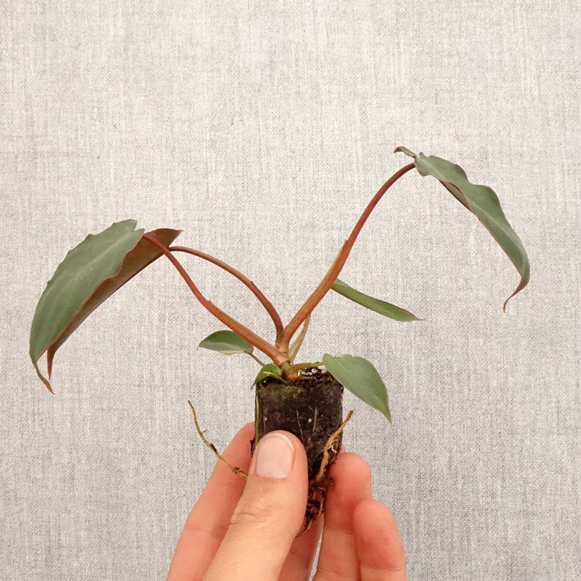 Philodendron billietiae x atabapoense  - Philodendron hybride billietiae x atabapoense Plug plant 3/4cm sample as delivered in spring