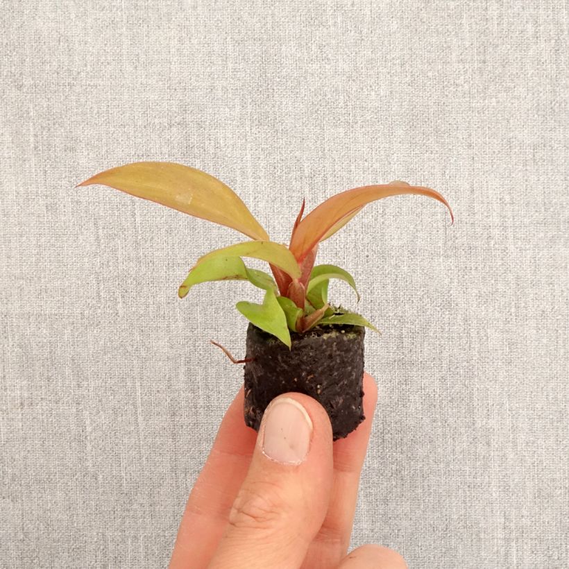 Philodendron x erubescens Cherry Red - Philodendron hybride Cherry Red Plug plant 3/4cm sample as delivered in spring