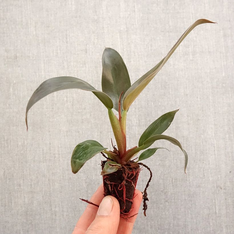 Philodendron Imperial Red Mini-plante sample as delivered in spring