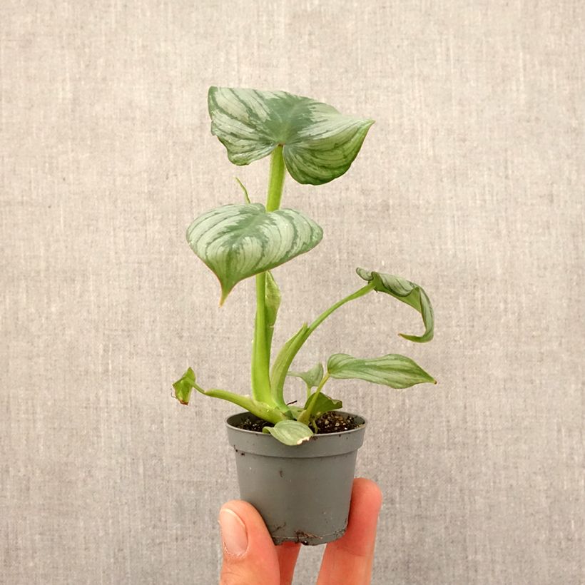Philodendron gloriosum x pastazanum McDowell - Philodendron hybride Mc Dowell Root ball 5cm x 7cm sample as delivered in spring
