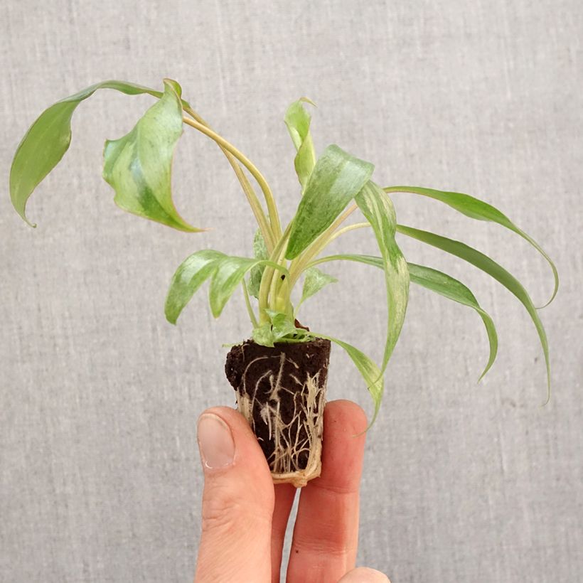 Philodendron  Paraiso Verde Plug plant 3/4cm sample as delivered in spring