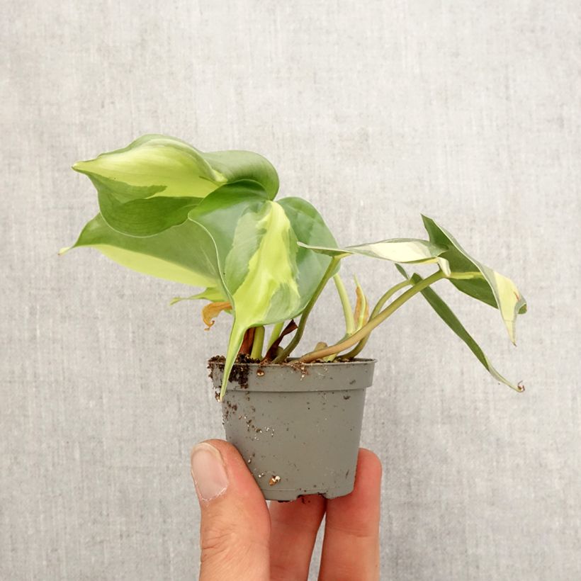 Philodendron scandens Brasil - Heartleaf philodendron Mini-plante sample as delivered in spring