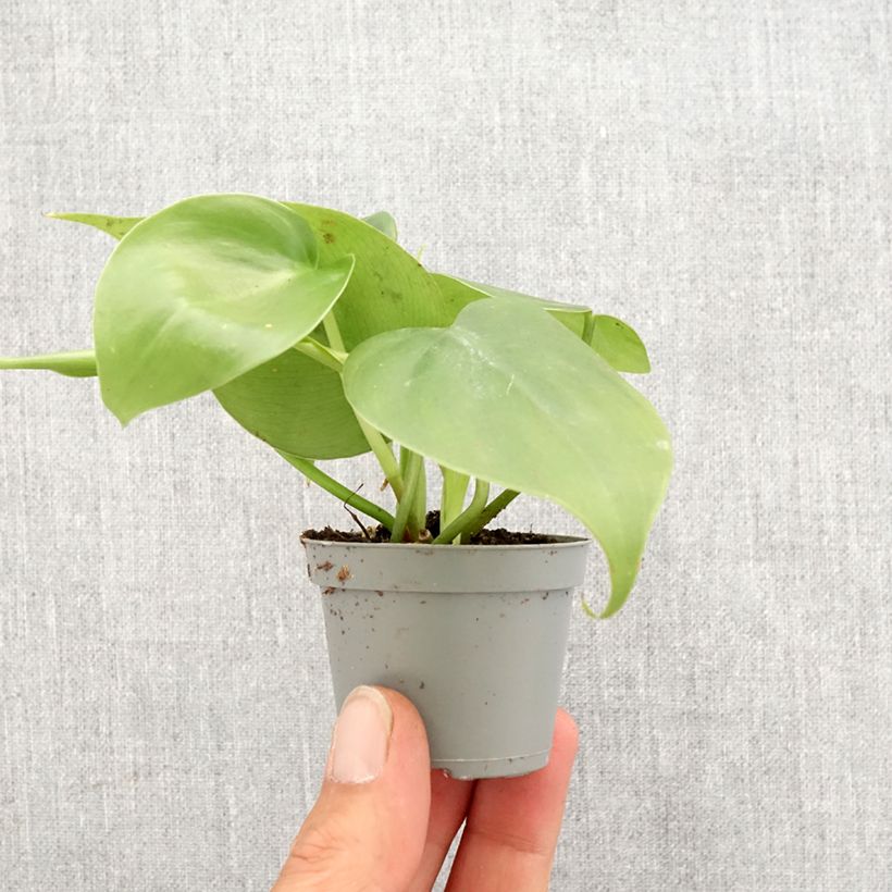 Philodendron scandens - Heartleaf philodendron Mini-plante sample as delivered in spring