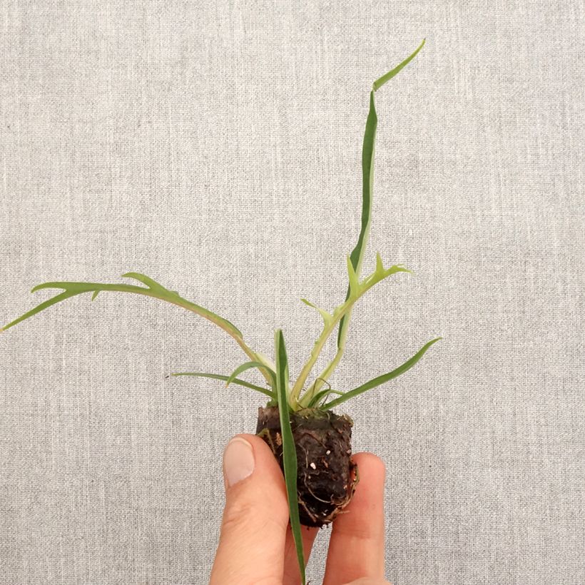Philodendron tortum - Fern-leaf Philodendron Mini-plante sample as delivered in spring