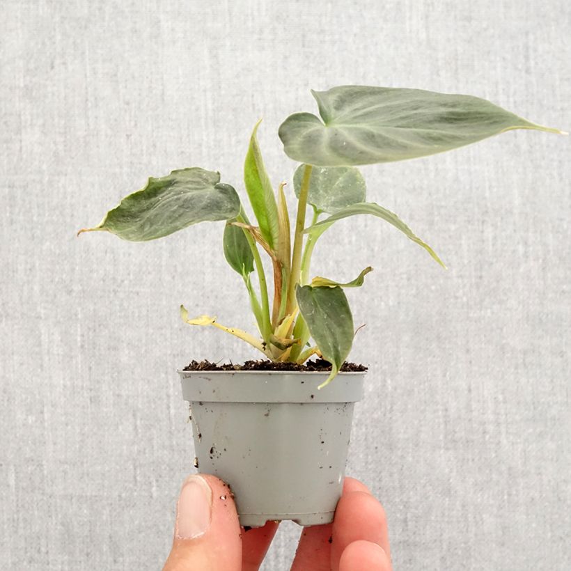 Philodendron verrucosum - Motte 5 cm x 7 cm sample as delivered in spring