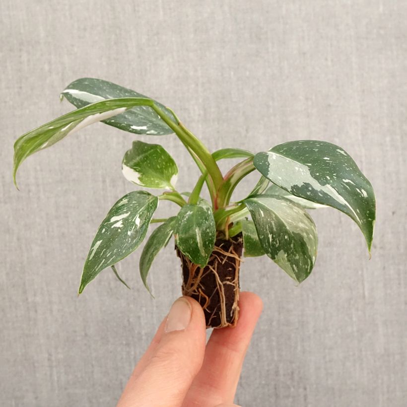 Philodendron x erubescens White Princess - Philodendron hybrid White Princess Plug plant 3/4cm sample as delivered in spring