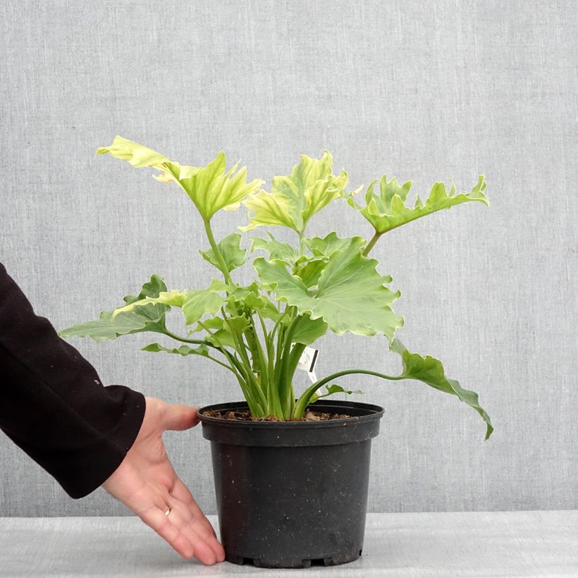 Philodendron xanadu Hope 2L/3L pot sample as delivered in winter