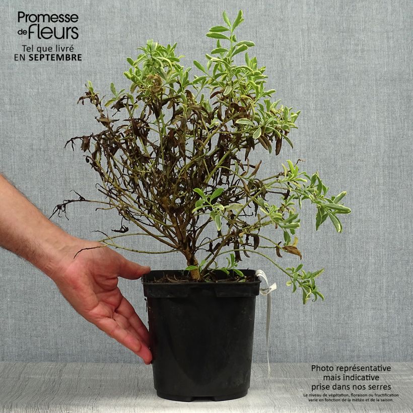 Eriostemon myoporoides GOLD TOUCH 3L/4L pot sample as delivered in autumn