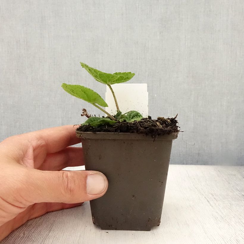 Phlomis tuberosa Amazone 8/9 cm pot sample as delivered in summer