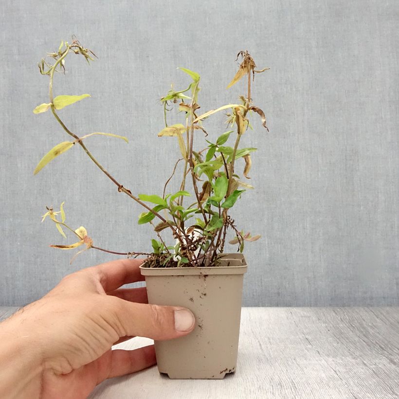 Phlox divaricata Dirigo Ice 8/9 cm pot sample as delivered in summer