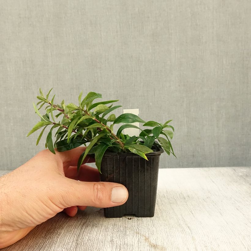 Phlox divaricata May Breeze 8/9 cm pot sample as delivered in autumn