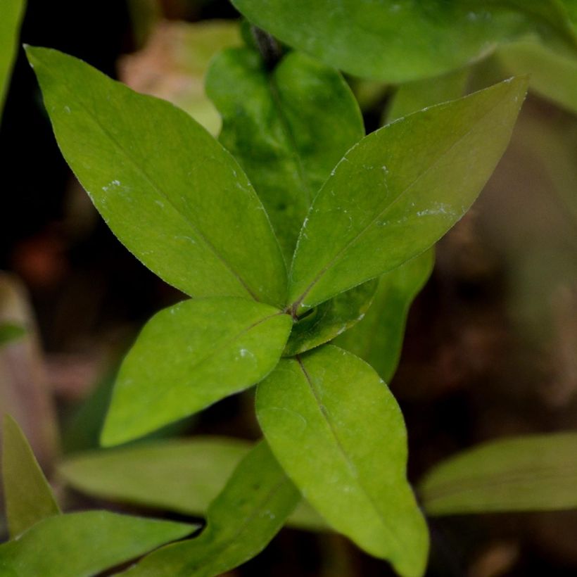 Phlox divaricata White Perfume (Foliage)