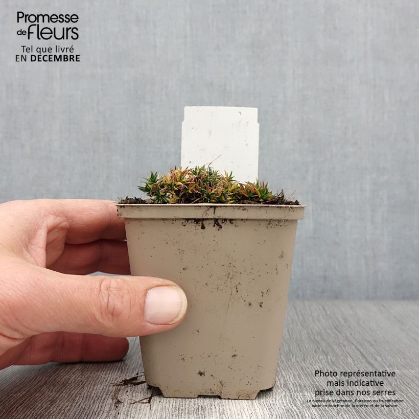 Phlox douglasii 'Crackerjack' 8/9 cm pot sample as delivered in autumn