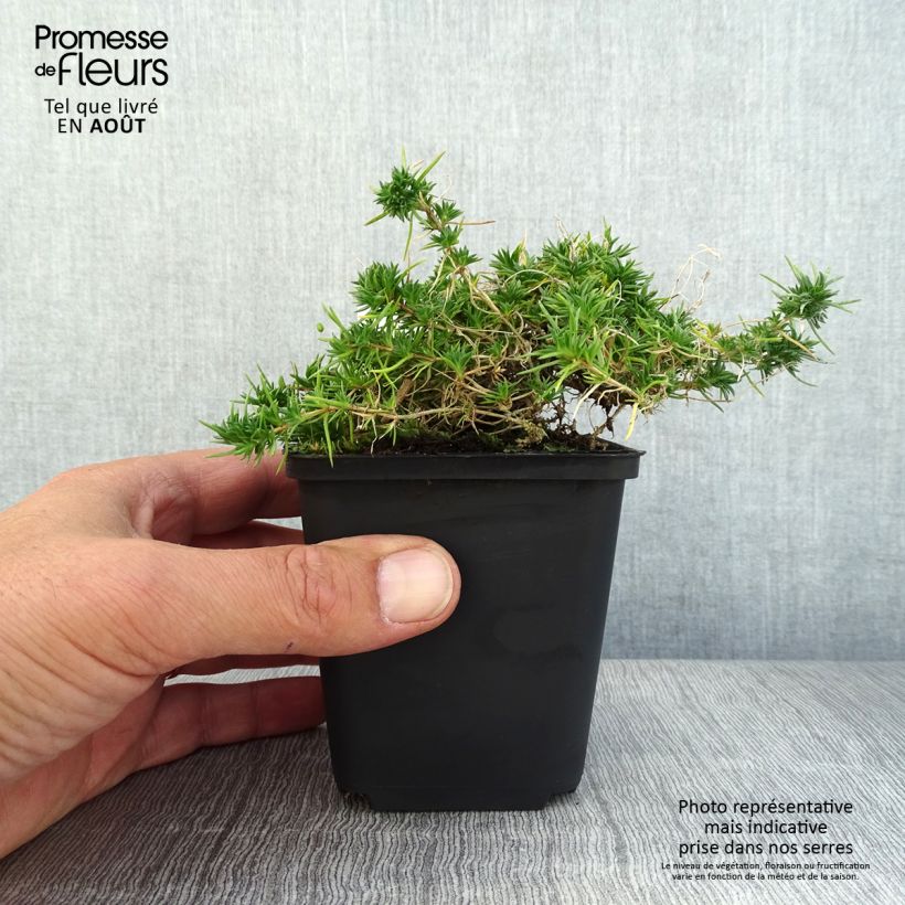 Phlox douglasii 'Crackerjack' 8/9 cm pot sample as delivered in summer