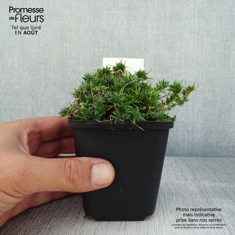 Phlox douglasii Ochsenblut 8/9 cm pot sample as delivered in summer