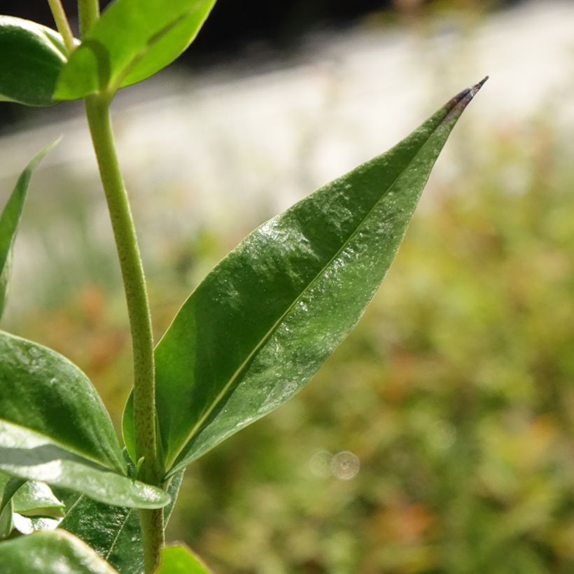 Phlox x paniculata 'Fashionably Early Crystal' (Foliage)