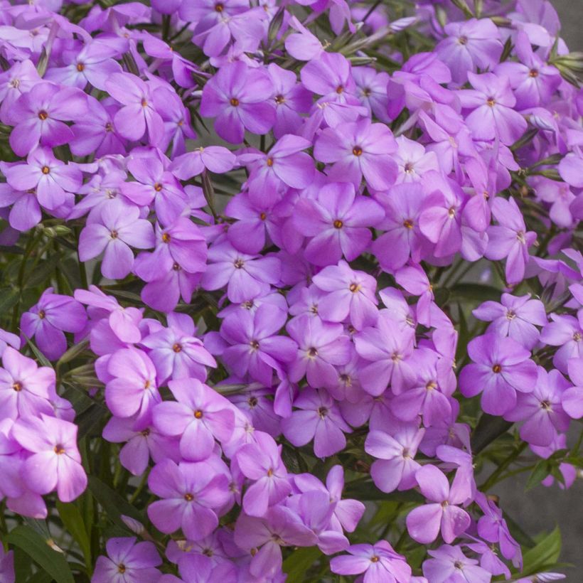 Phlox Forever Pink (Flowering)