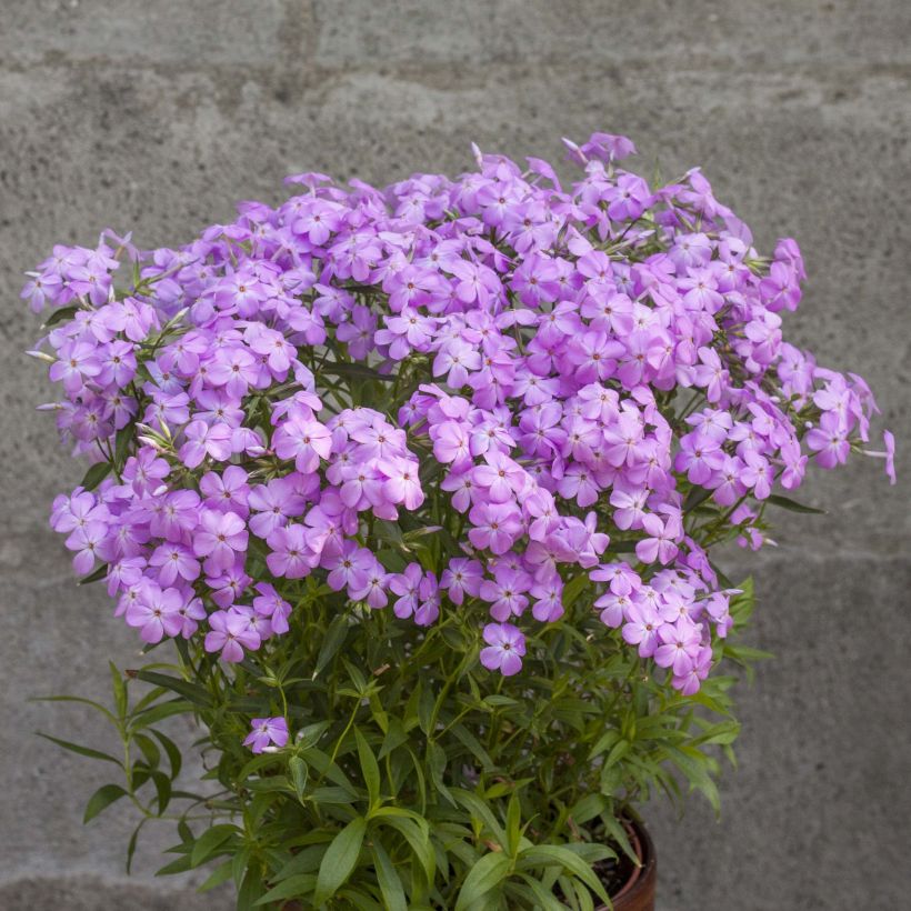 Phlox Forever Pink (Plant habit)