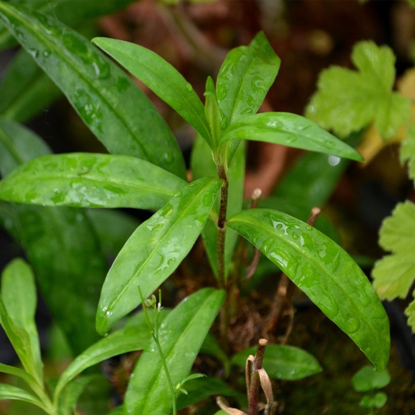 Phlox maculata Natasha (Foliage)