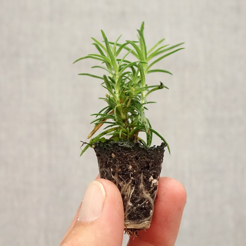Phlox subulata Amazing Grace Plug plant 1.5/2.5 cm sample as delivered in autumn