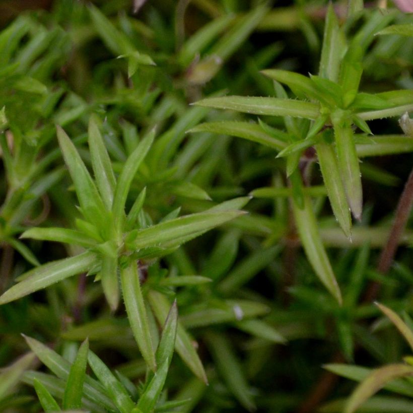 Phlox subulata Candy Stripes (Foliage)