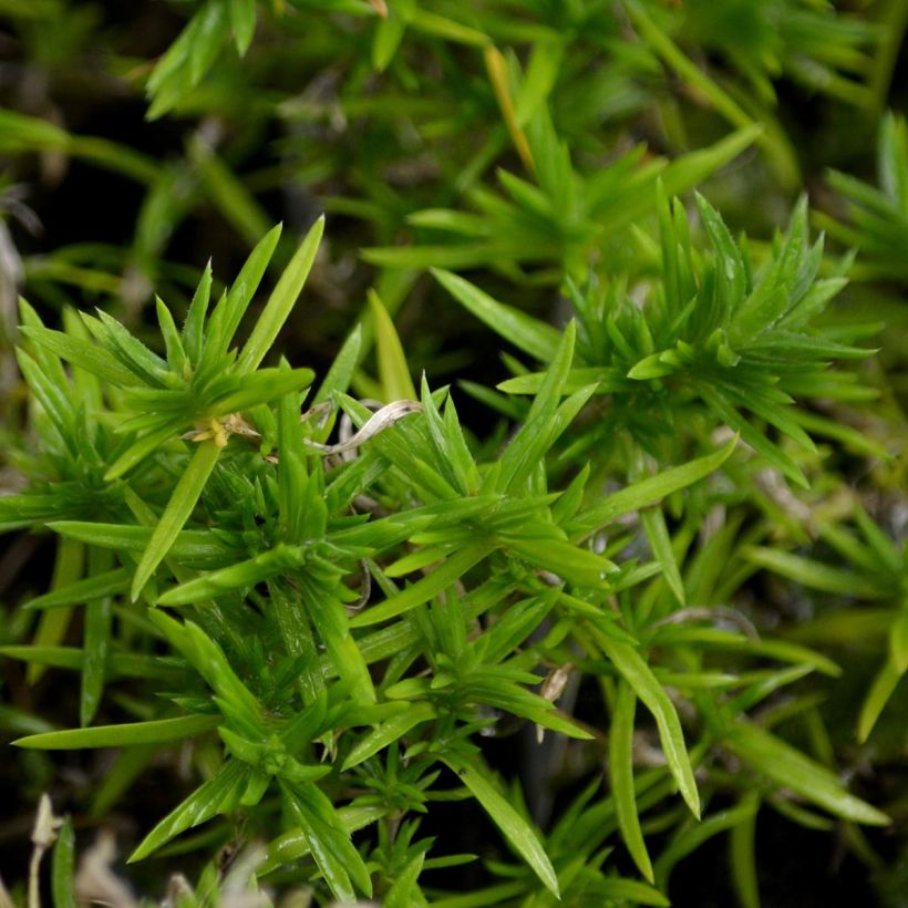 Phlox subulata Moerheimii (Foliage)