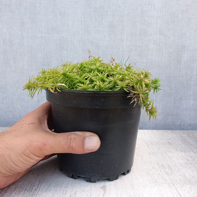 Phlox subulata Moerheimii 2L/3L pot sample as delivered in summer