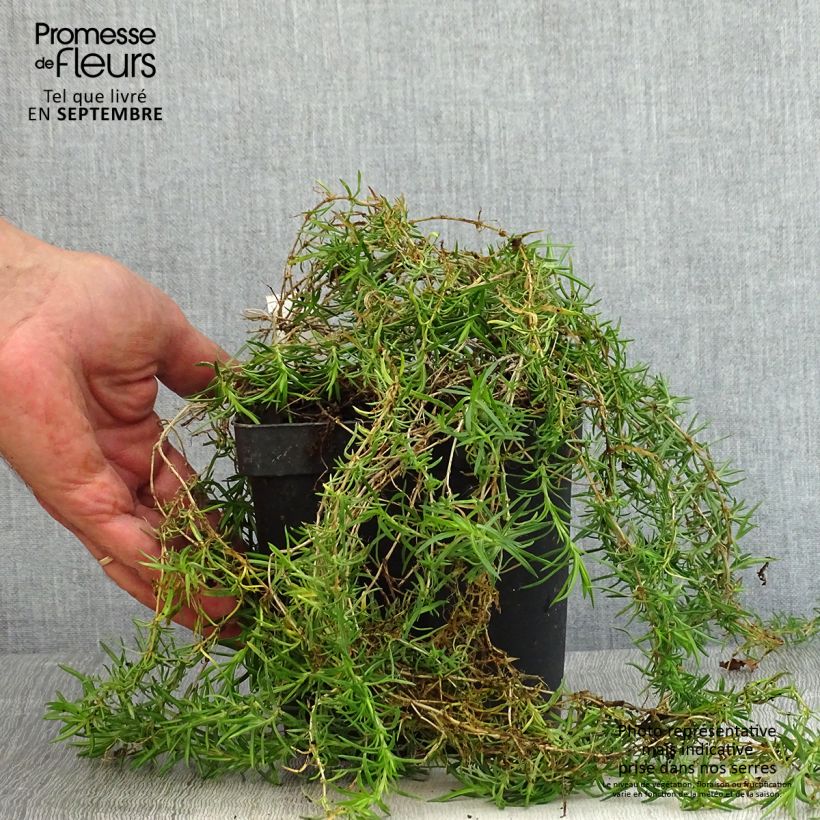 Phlox subulata Scarlet Flame 2L/3L pot sample as delivered in summer