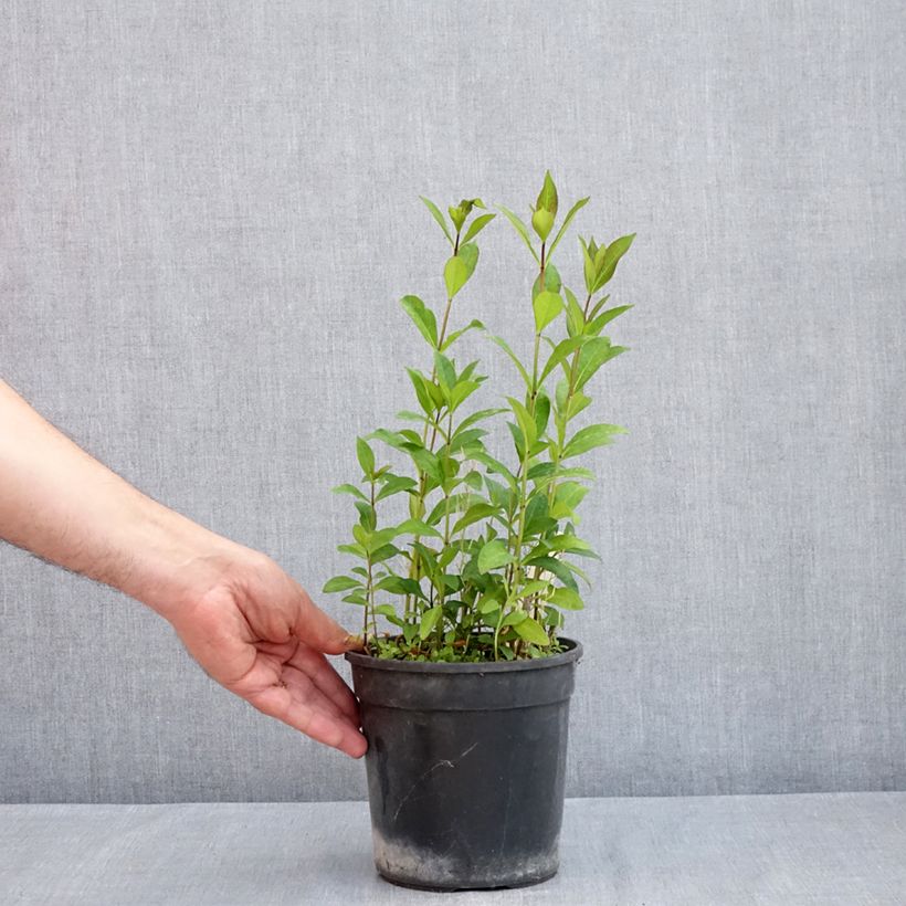 Phlox paniculata Aureole 2L/3L pot sample as delivered in spring