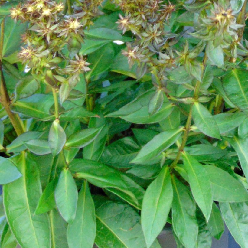 Phlox paniculata Blind Lion (Foliage)