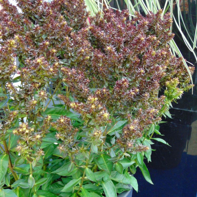 Phlox paniculata Blind Lion (Plant habit)