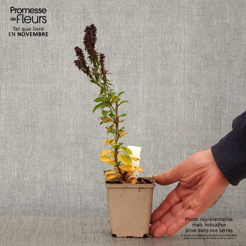 Phlox paniculata Blind Lion 8/9 cm pot sample as delivered in autumn
