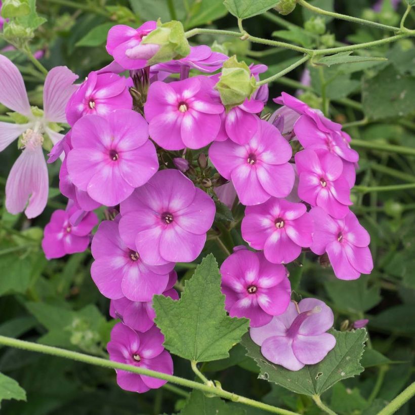 Phlox paniculata Blue Paradise (Flowering)