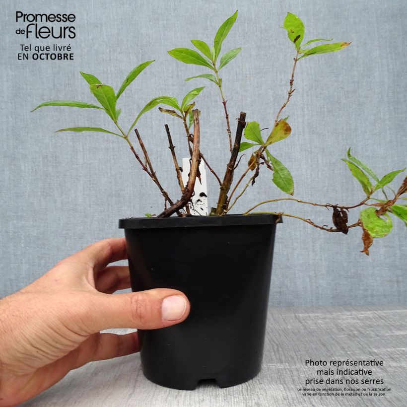 Phlox paniculata Bright Eyes 1.5L/2L pot sample as delivered in autumn