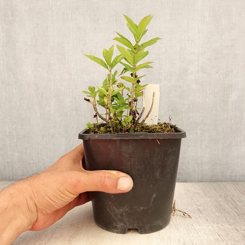 Phlox paniculata Butonik - Pot de 2L/3L sample as delivered in summer