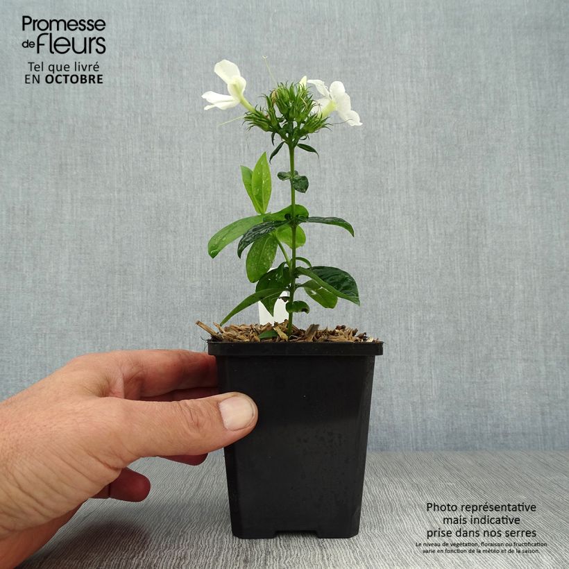 Phlox paniculata David 8/9 cm pot sample as delivered in autumn
