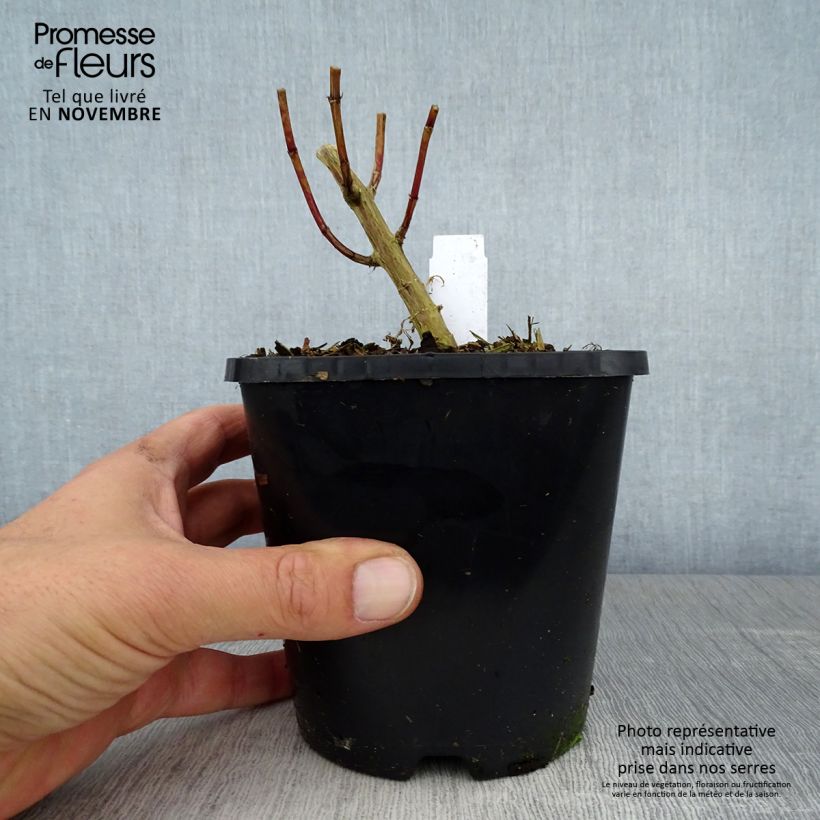 Phlox paniculata David 1.5L/2L pot sample as delivered in autumn