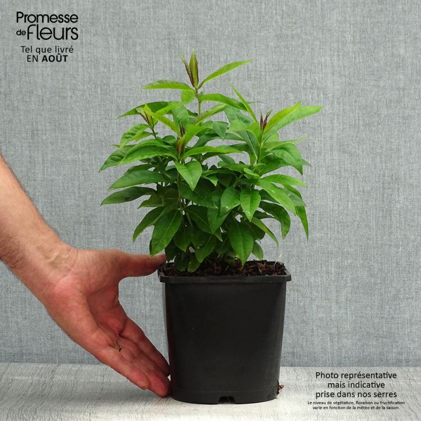 Phlox paniculata Famous Cerise 1.5L/2L pot sample as delivered in summer