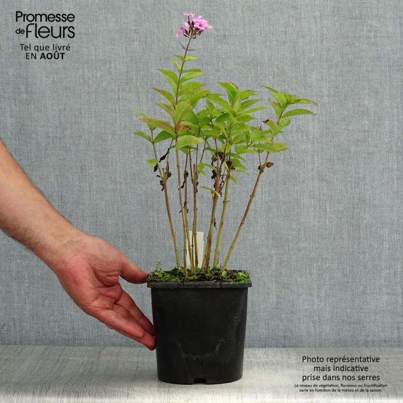 Phlox paniculata Famous Light Pink 2L/3L pot sample as delivered in summer