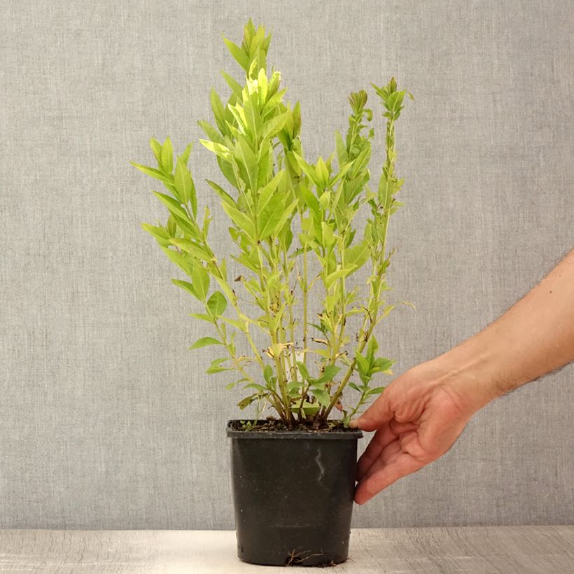 Phlox paniculata Famous Purple 2L/3L pot sample as delivered in summer