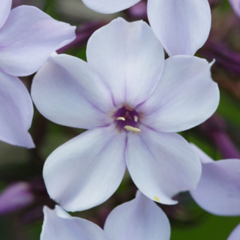 Phlox paniculata Flame Marine (Flowering)