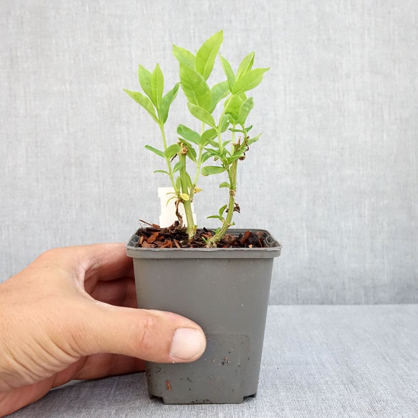 Phlox paniculata Flame White 8/9 cm pot sample as delivered in summer