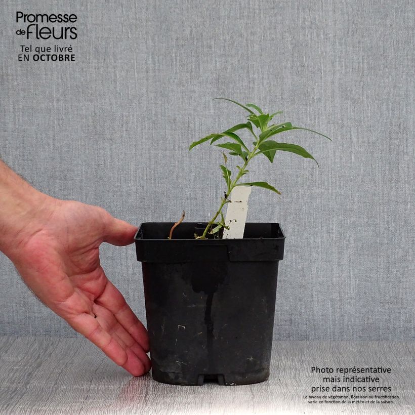 Phlox paniculata Fujiyama 2L/3L pot sample as delivered in autumn